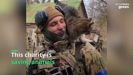‘Hundreds died, suffering’: Cats and dogs left without food and water in Ukraine, says charity