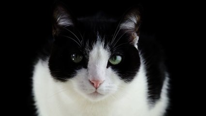 A rare species of cat (Uma espécie rara de gato)