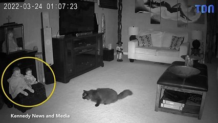 Un chat contre des fantômes