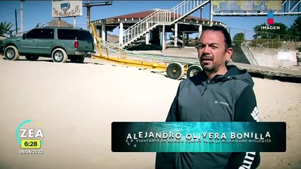 Vaquita marina, el animal más cercano a la extinción en el mundo