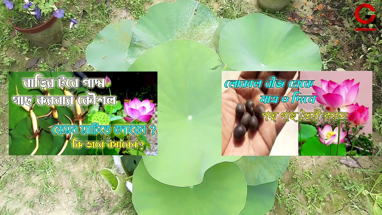 জল পদ্ম গাছের সম্পূর্ণ পরিচর্যা | ফুল আসার আগে বিশেষ পরিচর্যা