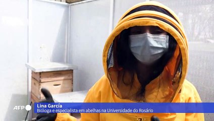 Abelhas universitárias