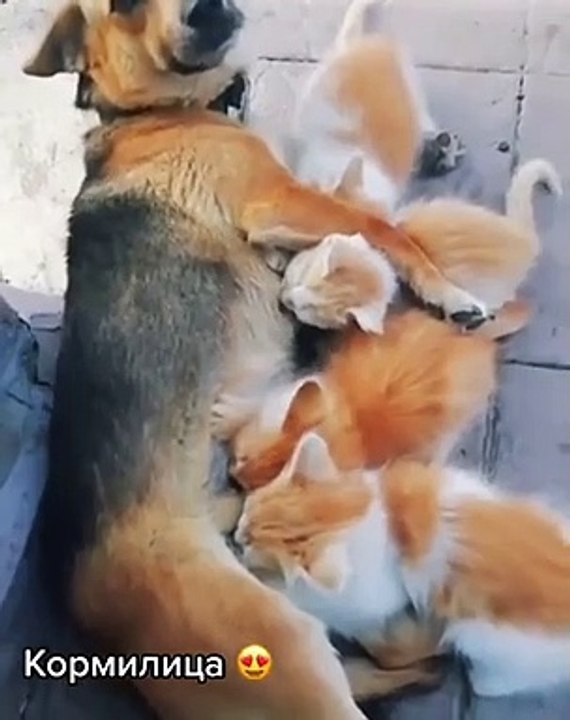 Cette maman chien a adopté une portée de chatons