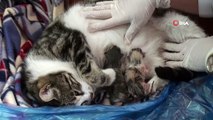 Hamile kedi inleyerek yardım istediği Aile Sağlığı Merkezi’nde doğum yaptı