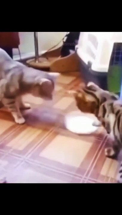 Funny cat reaction