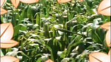 自然妙妙妙-好吃的蔬菜和水果