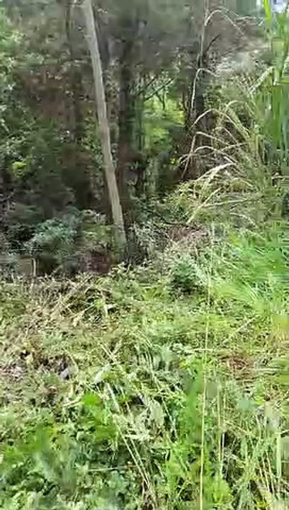 Corpo de Yara Werner foi encontrado em área de matagal no bairro Itacorubi em Florianópolis