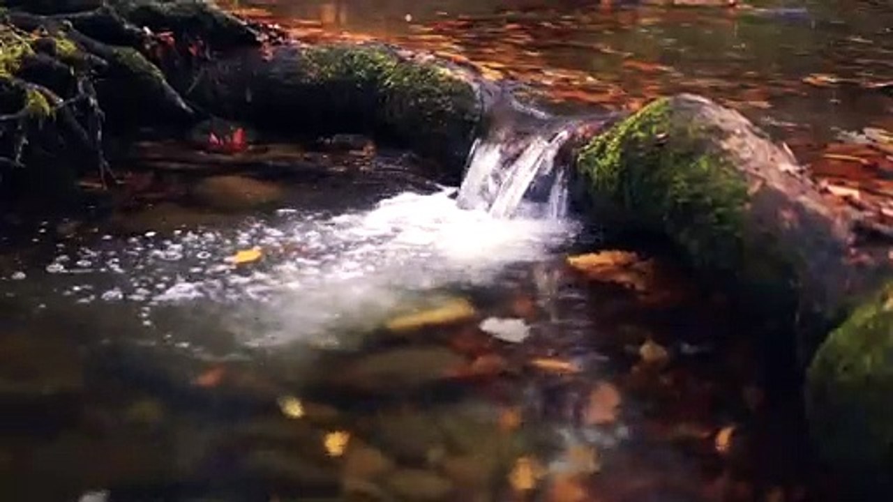 A BROOK FLOWING OVER A MOSSY TREE LOG