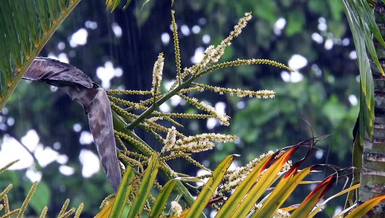 BEAUTIFULL SOUNDS OF RAIN