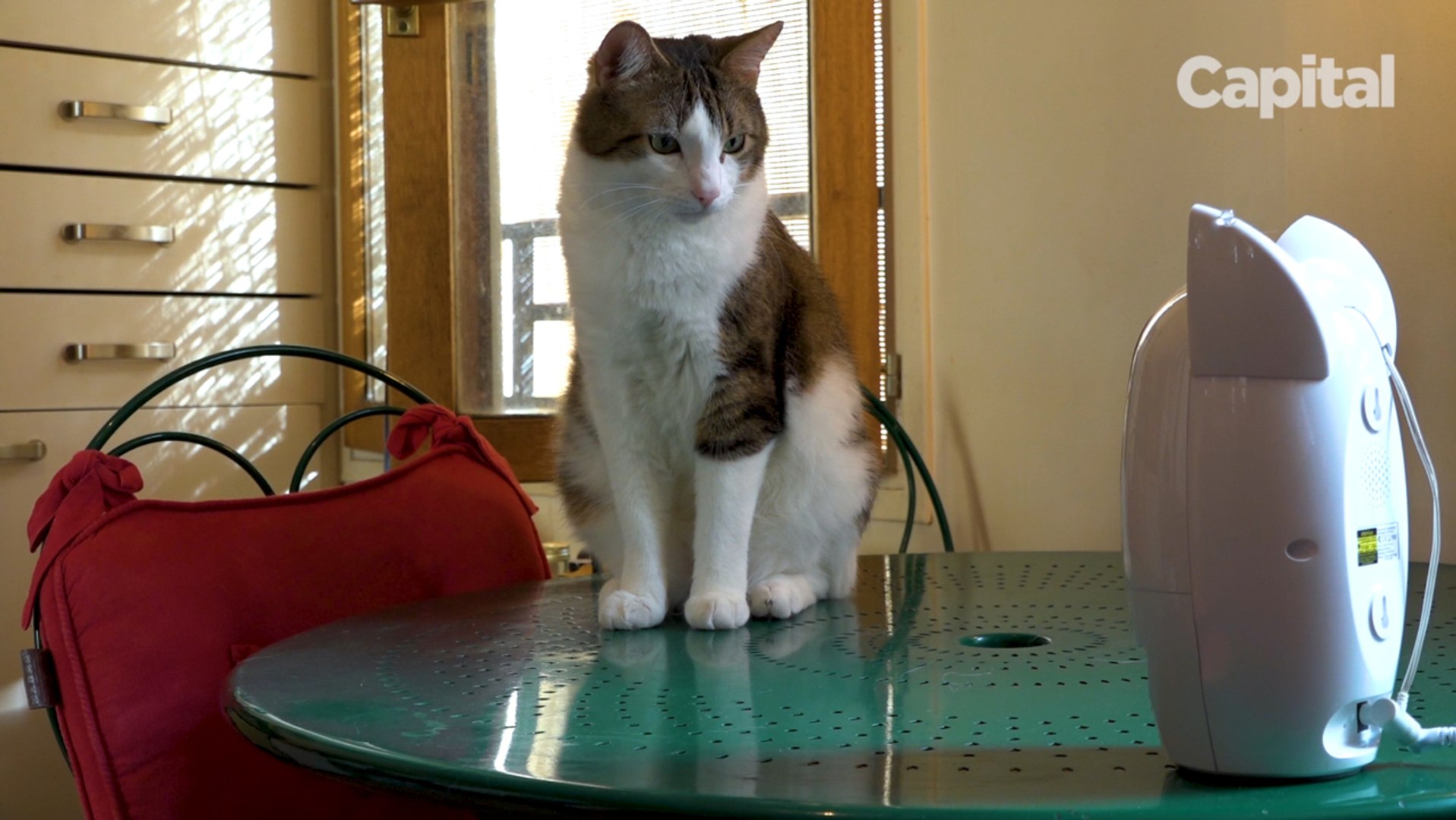 CATS INNOVATIONS web