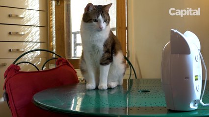 CATS INNOVATIONS web