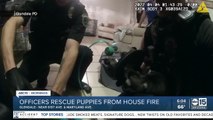 Home destroyed, puppies saved in Glendale house fire