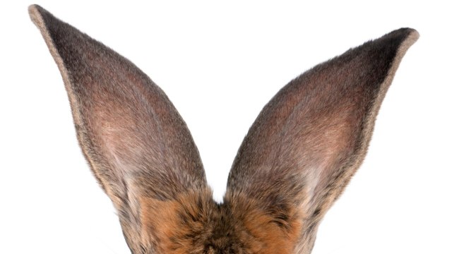 Une belle récompense pour quiconque retrouve Darius , le plus gros lapin du monde, volé dans son jardin