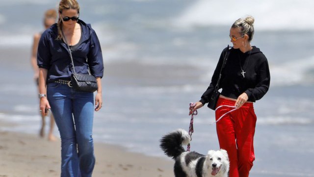 GALA VIDEO - Qui garde Cheyenne la chienne de Laeticia Hallyday pendant son séjour à Paris ?