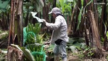 Crisi delle banane in Ecuador: colpa di una guerra geograficamente lontana, economicamente vicina