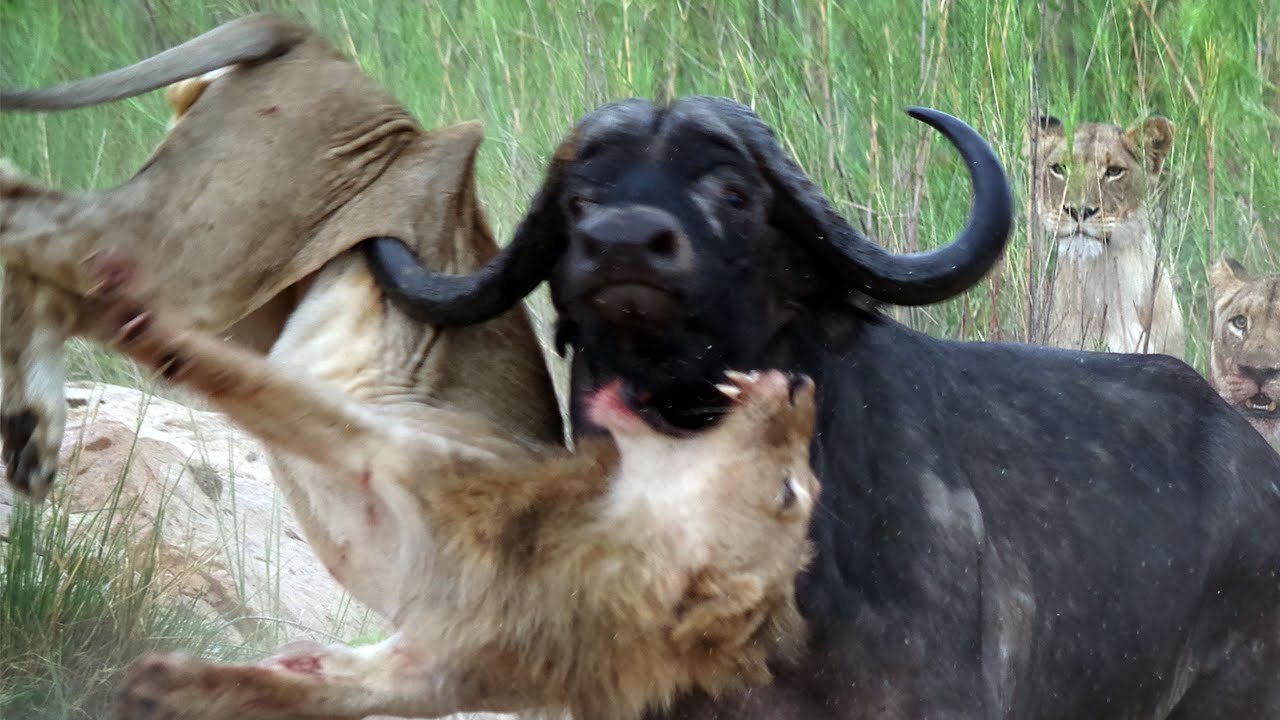 WATCH LATER ADD TO QUEUE Lions vs Buffalo: Buffaloes are very dangerous