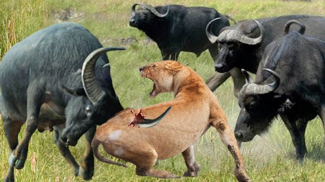 lion try to predate buffaloes, but this herd of buffaloes was not easy to beat