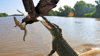 Terrifying Crocodile Attacks: Beware the River's Deadly Predators 🐊