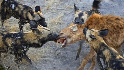 Can Wild Dogs Take Down a Lion or Hyena? Watch the Epic Battle! 🐾