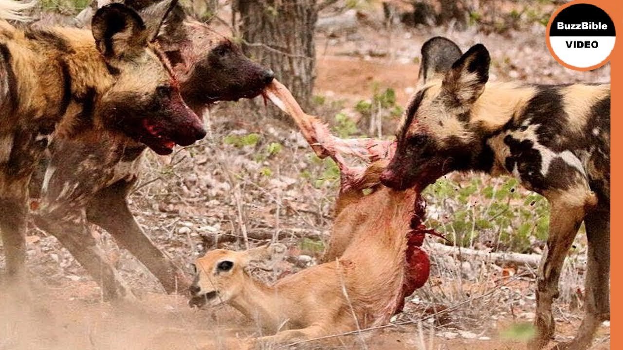 Wild Dogs Versus Newborn Impala and his Mother