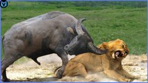 the most insane between lion and buffaloes