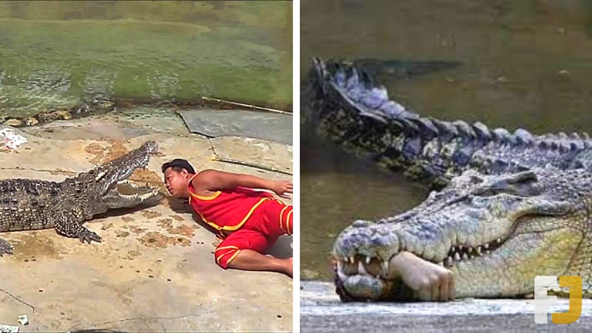 ⁣Unbelievable crocodile attack that ever seen