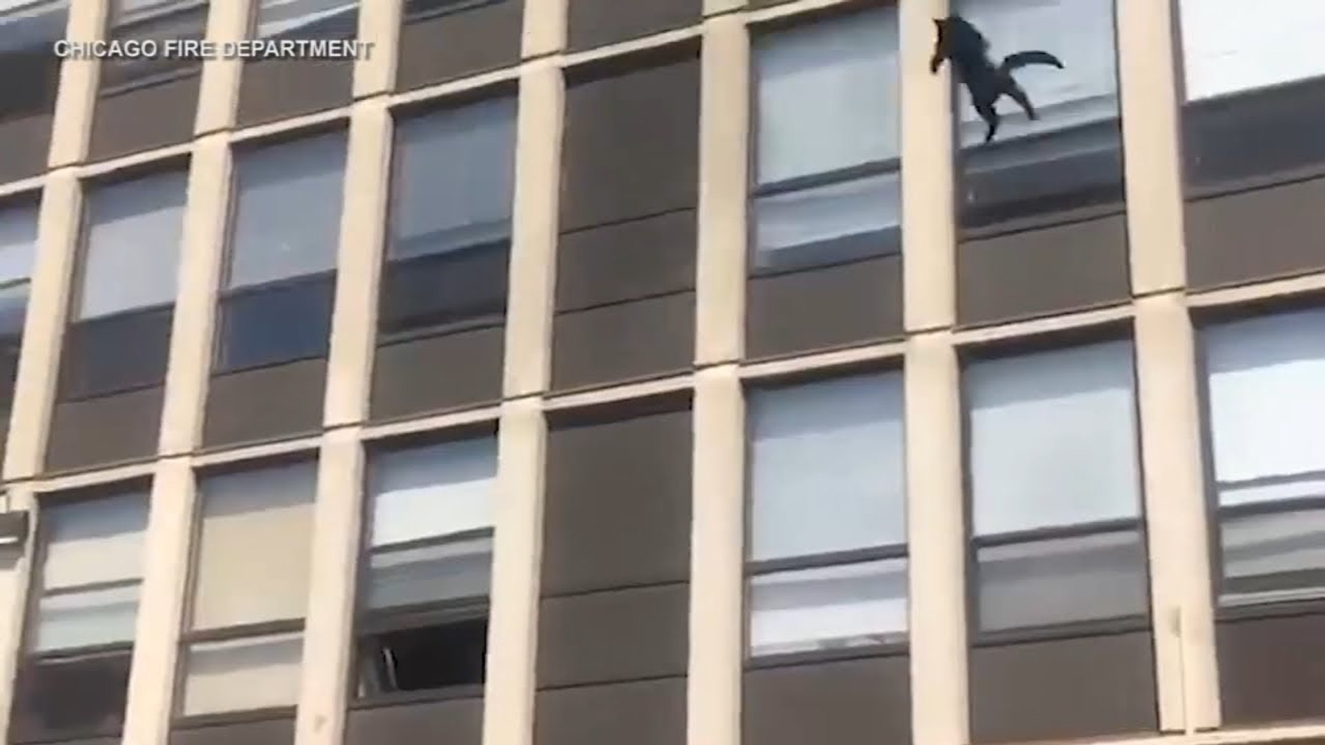 ⁣how fit and neat this cat is ?! jump from this high building while carrying another cat !