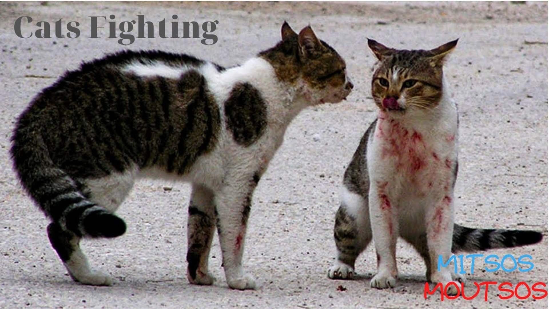 ⁣the most violent street cat fight, do you dare to desperate them apart?