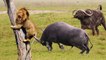 Buffalo Attacks Lion! Crazy Buffalo vs Lion Fight!ㅣSafari HighlightsㅣWild Animal Attacks
