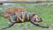 What will happen when a leopard fight with huge anaconda ? the winner will surprise you