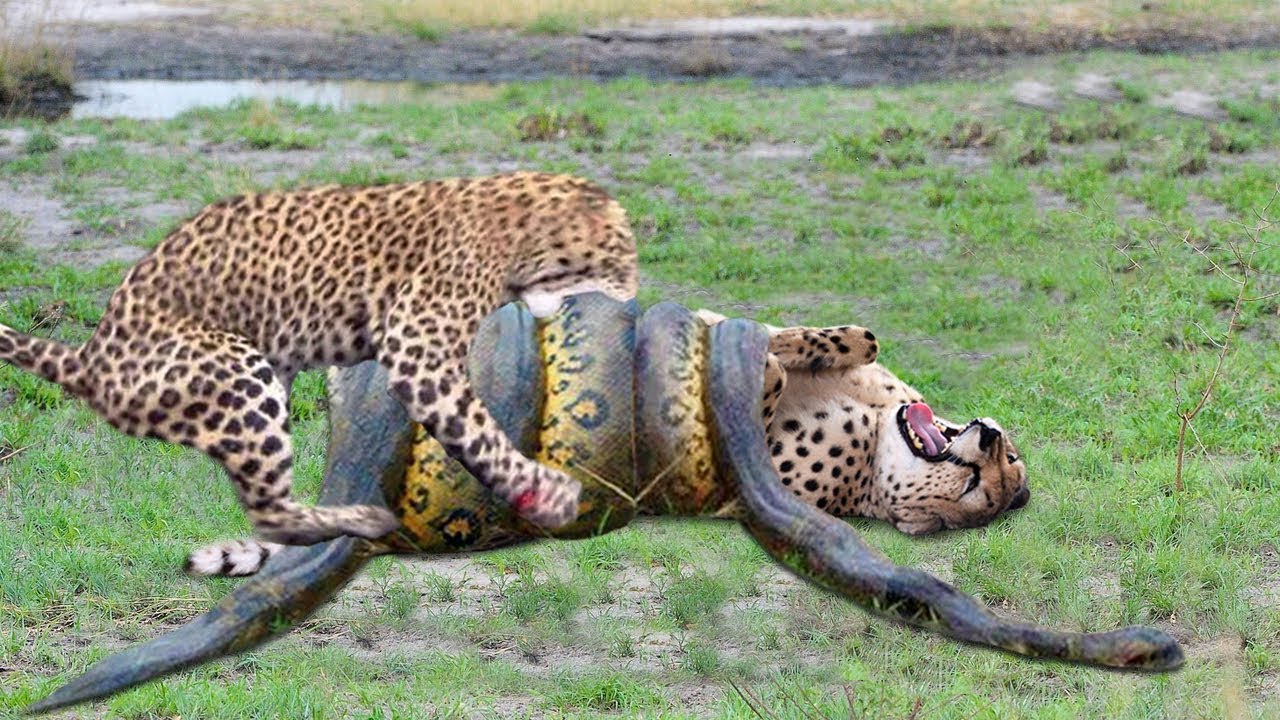 Video What will happen when a leopard fight with huge anaconda ? the winner will surprise you