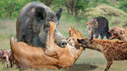 Herd Hyenas Attack and Devour a Lion: An Intense Showdown 🦁🦓