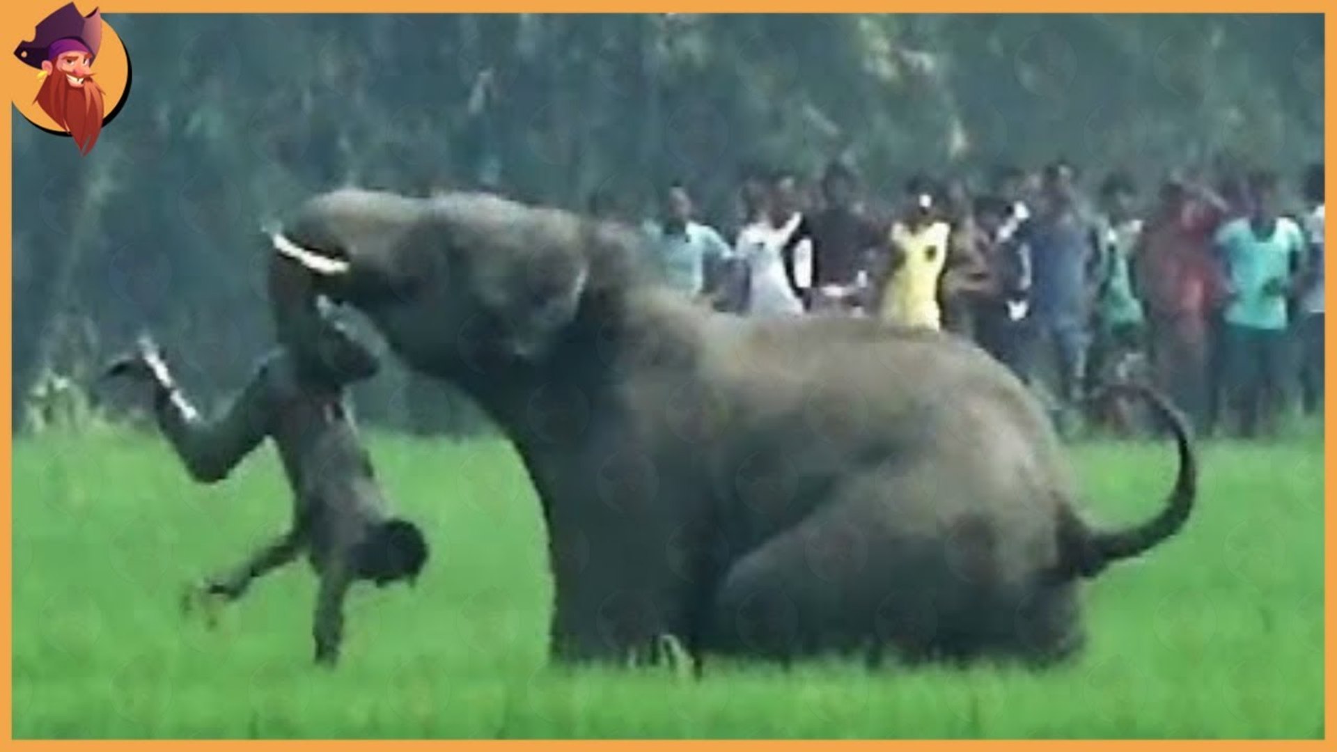 ⁣15 Unbelievable Elephant Attacks & Interactions Caught On Camera!