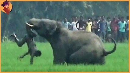 15 Unbelievable Elephant Attacks & Interactions Caught On Camera!