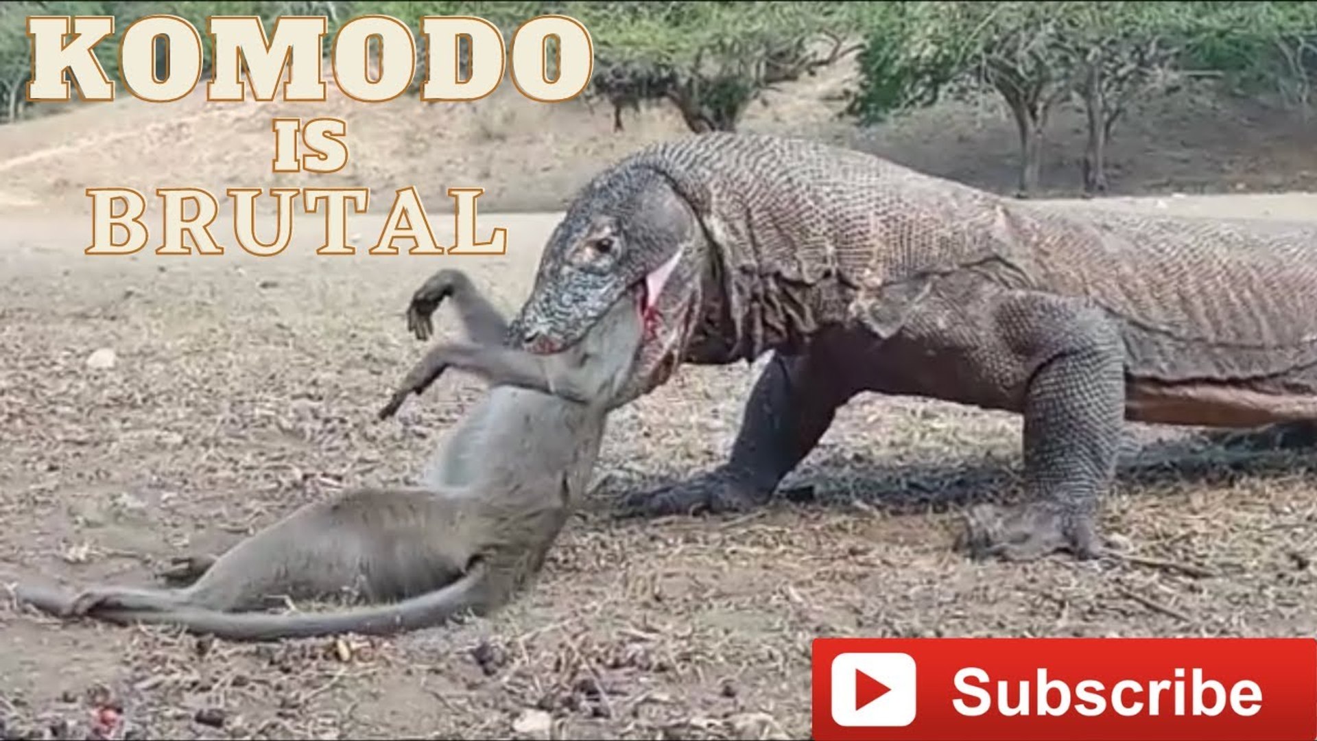 ⁣when the most dangerous animal on earth komodo dragon fight with monkey and swallow it