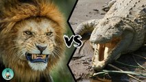 Top 10 Strongest Predators In The Wild - Prey VS Predator - Blondi Foks