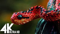  Wildlife  Beautiful Nature & Animals Videos un believable (4K Video Ultra HD)
