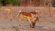 The LEOPARD, the most Agile and Deadly Big Cat | Leopard vs Monkey, Warthog and other Animals