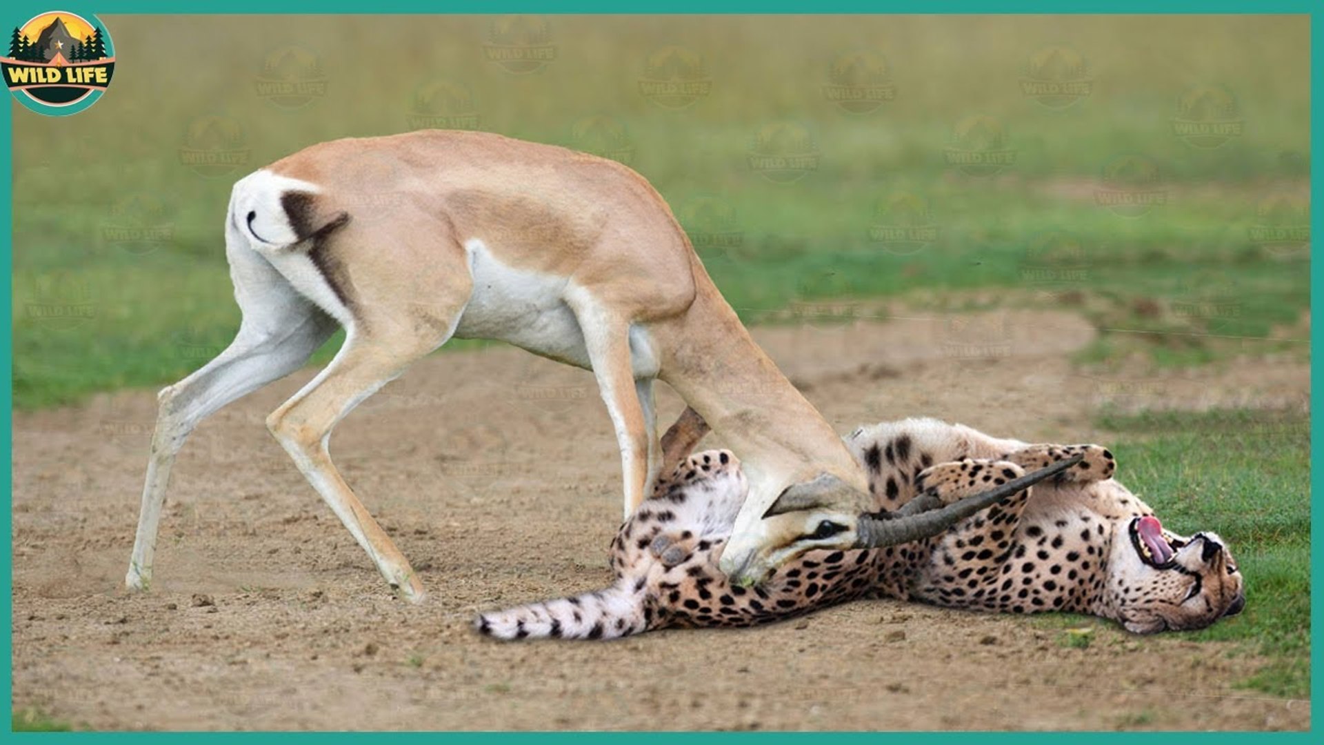 ⁣a predatory try to hunt but it suddenly turn into a prey!!!!!!! can you believe