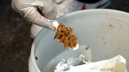 Inicia en Tipitapa la Jornada Nacional de Desratización