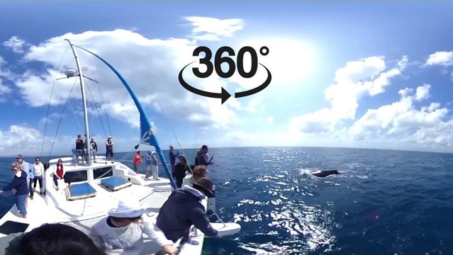 VIDÉO 360° - À la rencontre des baleines à bosse