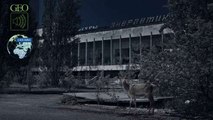 Biophonie : faune foisonnante dans la zone d'exclusion de Tchernobyl [GEO]
