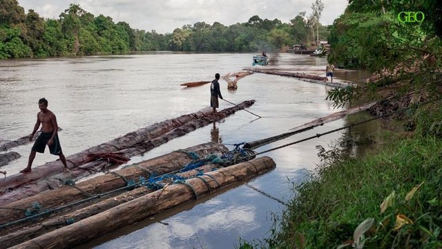 Déforestation en Indonésie : le récit de notre photoreporter [GEO]