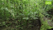 GEO Making of - La forêt amazonienne en majesté (5/5)