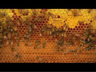 La propolis, bienfait de l’apiculture