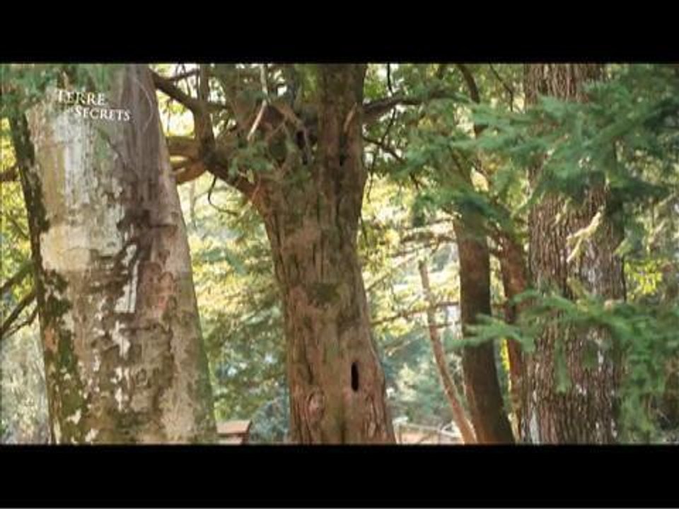 L’if, l’arbre sacré des peuples celtes