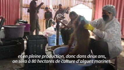 La Tunisie, "pionnière" de la culture des algues rouges en Méditerranée