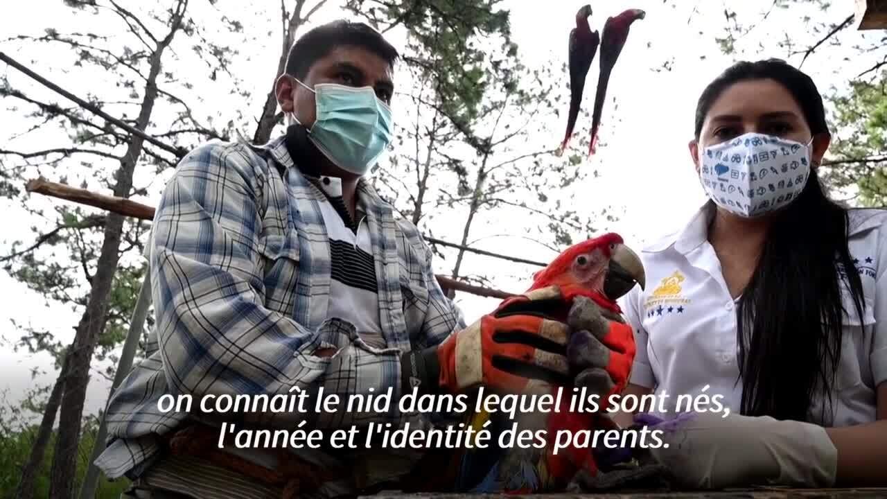 Au Honduras, un projet pour protéger l'ara rouge, l'oiseau national