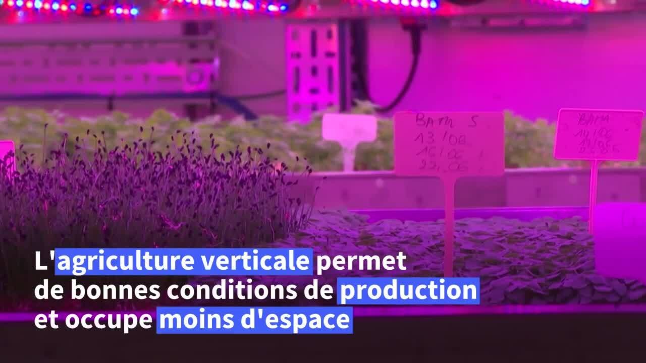 A la ferme verticale Jungle, les herbes aromatiques voient la vie en rose