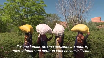 Au Maroc, le dur labeur des cueilleuses de roses